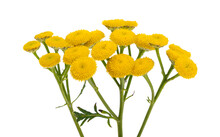 Tansy Flowers Isolated