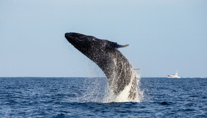 Wall Mural - Jumping humpback whale (Megaptera novaeangliae). Mexico. Sea of Cortez. California Peninsula.