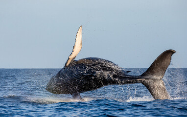 Wall Mural - Jumping humpback whale (Megaptera novaeangliae). Mexico. Sea of Cortez. California Peninsula.