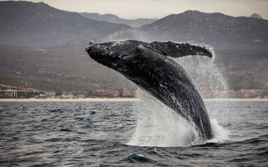 Wall Mural - Jumping humpback whale (Megaptera novaeangliae) on the background of the Mexican coast. Mexico. Sea of Cortez. California Peninsula.