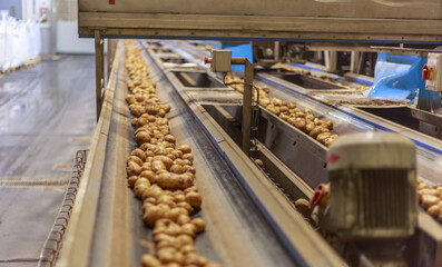 Wall Mural - Potato conveyor line at the chips factory.