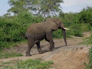 Wall Mural - Half-wet elephant in park, with green trees surrounding