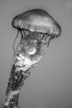 Grayscale Shot Of A Jellyfish From The Ripley's Aquarium In Toronto, Ontario, Canada