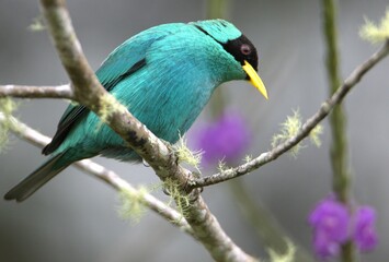 Wall Mural - Closeup shot of a green Honeycreeper on a tree branch in the Cerro Chirripo Mountains, Costa Rica