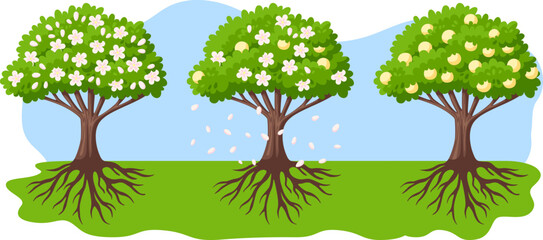 Peach tree blooming and growth process. Green cartoon trees with flowers, falling pink petals and ripe peaches. Farming, fruit agriculture. Vector spring sakura blossom garden