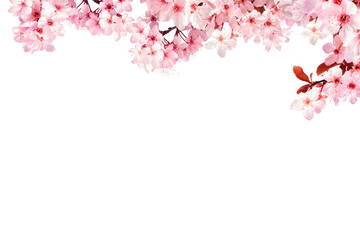 decoration light pink cherry blossom flowers frame with white background