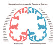 Sensorimotor areas of the cerebral cortex. Anatomy of the human brain.