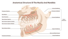 Maxillary And Mandible Anatomy. Upper And Lower Jaw Skeletal