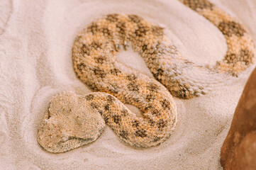 Wall Mural - Saharan horned viper (Cerastes cerastes)