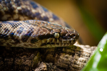 Wall Mural - Pygmy python (Antaresia)