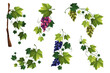 Grape vine or grape branch elements, vector set.