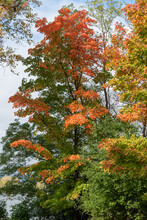 A Colorful Red Maple Tree In Fall