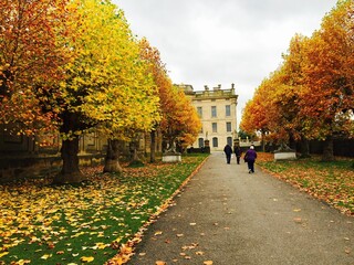 Wall Mural - Beautiful autumn park with yellow trees