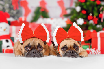 Wall Mural - Pair of French Bulldog dogs wearing Christmas ribbon costume on heads in front of seasonal decoration