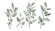 Watercolor eucalyptus set. Hand-painted baby, seeded and silver dollar eucalyptus branch isolated on white background, Botanical floral illustration.