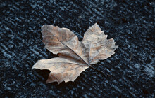 Winter, Frozen Maple Leaves At The Ground, Frost, 