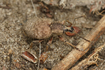 Closeup on a small lightbrown plant parasite weevil beetle, Otiorhynchus veterator on the ground