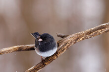 Close Up Of A Dark-eyed Junco (Junco Hyemalis) Perched On A Branch During Winter In Wisconsin. Selective Focus, Background Blur And Foreground Blur.
