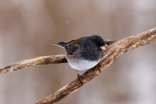 Close Up Of A Dark-eyed Junco (Junco Hyemalis) Perched On A Branch During Winter In Wisconsin. Selective Focus, Background Blur And Foreground Blur.
