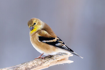 Wall Mural - Close up of an American Goldfinch (Spinus tristis) perched on a branch during winter in Wisconsin. Selective focus, background blur and foreground blur.
