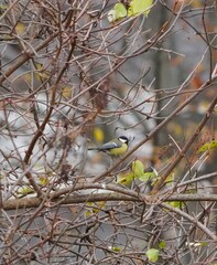 Sticker - leaves in snow