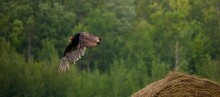 Panoramic Shot Of A Turkey Vulture In Flight Over The Hay In The Field With Trees In The Background.