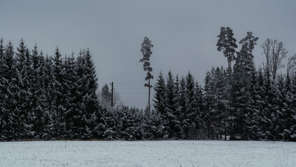 Wall Mural - landscape view in winter with snowy field, pine and christmas trees, spruces