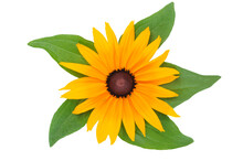Blooming Yellow Rudbeckia Flower Head Isolated On A Transparent Background.