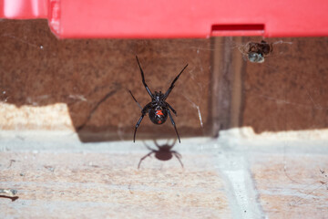 A black widow waiting for her prey in her spider web