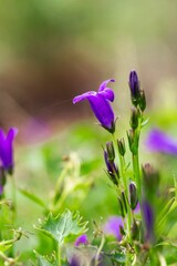 Sticker - Vertical closeup of the purple wall bellflowers in the green field