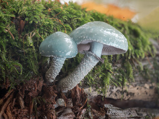 Zwei blaue Grünspan-Träuschlinge (Stropharia aeruginosa) wachsen nebeneinander im Moos auf einen alten Stück Holz.