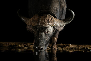 Canvas Print - African Buffalo at a waterhole at night