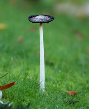 Mushroom In The Green Grass