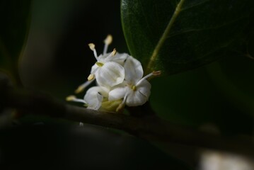 Wall Mural - False holly ( Osmanthus heterophyllus ) flowers.
Oleaceae Dioecious evergreen tree. Sweet-scented white florets bloom from October to December.