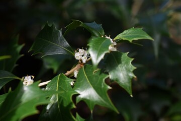 Wall Mural - False holly ( Osmanthus heterophyllus ) flowers.
Oleaceae Dioecious evergreen tree. Sweet-scented white florets bloom from October to December.