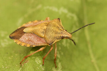 Wall Mural - Closeup on the colorful Carpocoris fuscispinus shieldbug sitting on a green leaf