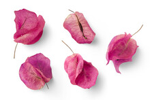 Set Of Five Pink Mediterranean Bougainvillea Flowers Isolated Over A Transparent Background, Vibrant Floral Design Element, Top View / Flat Lay