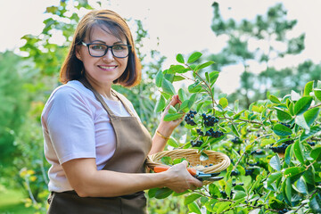 Sticker - Woman with basket with ripe chokeberry berries, harvesting