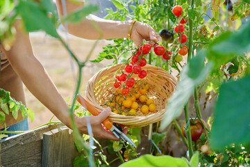 Wall Mural - Harvesting cherry tomatoes, close-up of hands picking yellow and red tomatoes