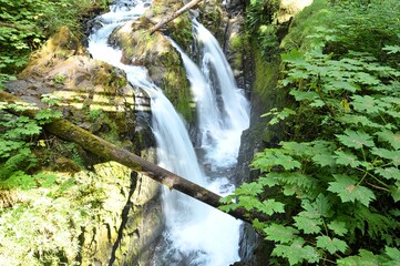 Wall Mural - waterfall in the Olympic forest