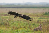 Fototapeta Sawanna - White-tailed eagle in natural environment	
