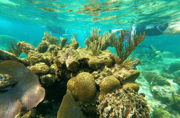 Sticker - Group of people snorkeling near sunken ship under the sea. Beautifiul underwater colorful coral reef at Caribbean Sea at Honeymoon Beach on St. Thomas, USVI - travel concept