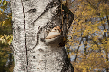 Wood fungus on old birch tree trunk closeup