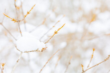 Snow On Small, Gentle Branches