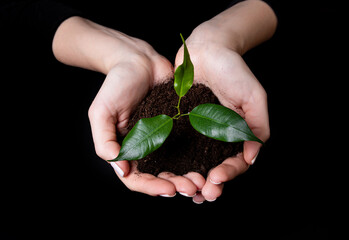 young small sprout for planting in the ground in the hands, two hands holding for a young green plan