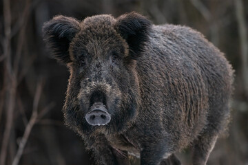 Wall Mural - wild boar in snowy winter scenery