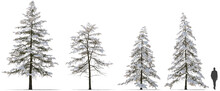 Snow Covered Deodar Cedar Himalayan Cedar Tree Winter Hq Cutout Arch Viz
