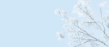 Snowy Tree Branches In Blue Sky, Winter Nature Background, Copy Space