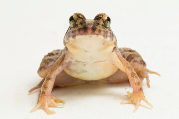 Wall Mural - crab eating frog or mangrove frog fejervarya cancrivora isolated on white background