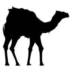 Poster - camel walking black silhouette